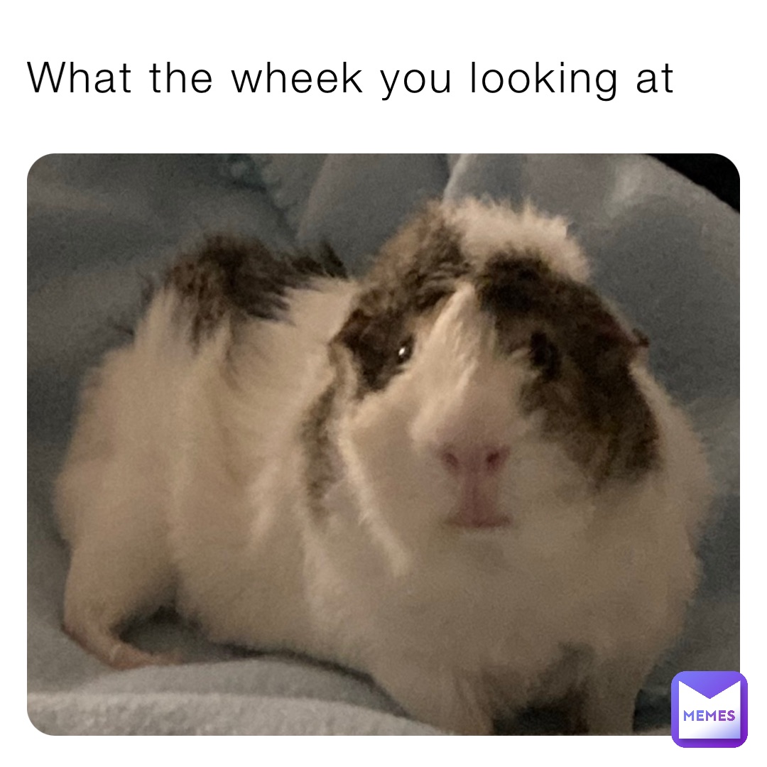 What the wheek you looking at