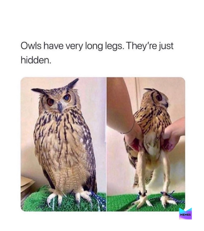 Meme by Samantha_memes