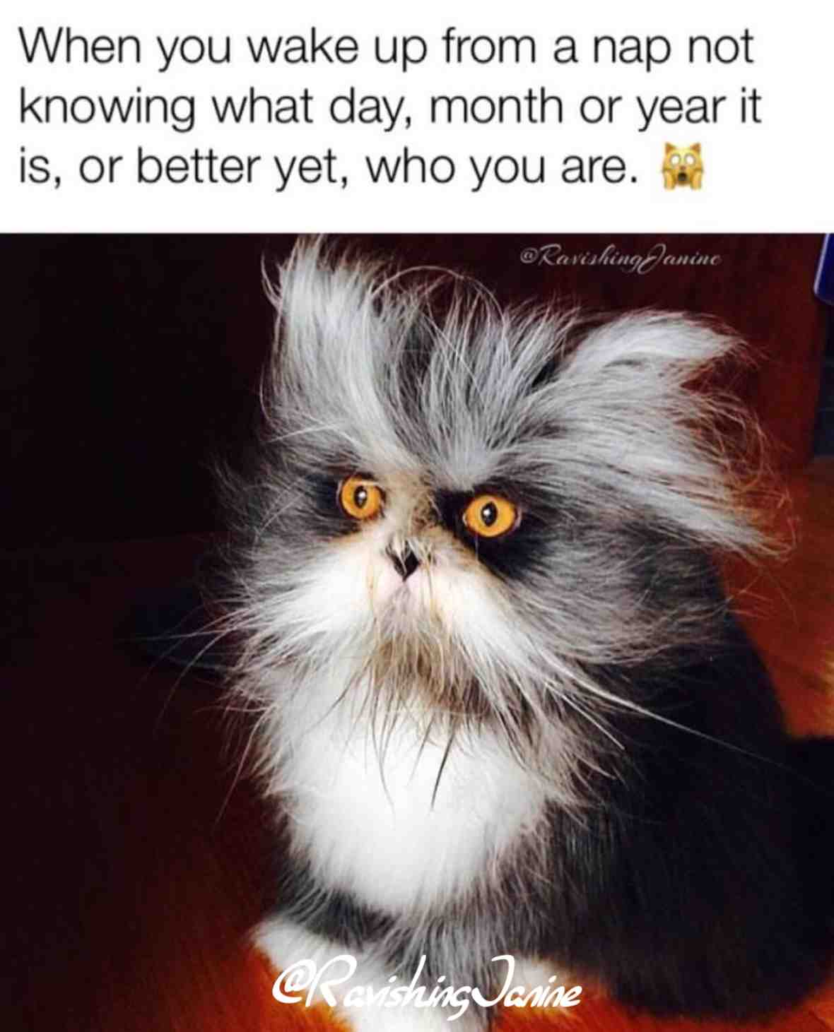 #nap #naptime #cats #funnycats