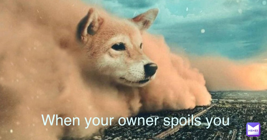 When your owner spoils you