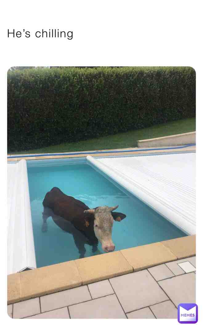 #memes #Reddit #cow