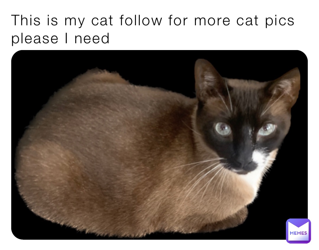 This is my cat follow for more cat pics please I need