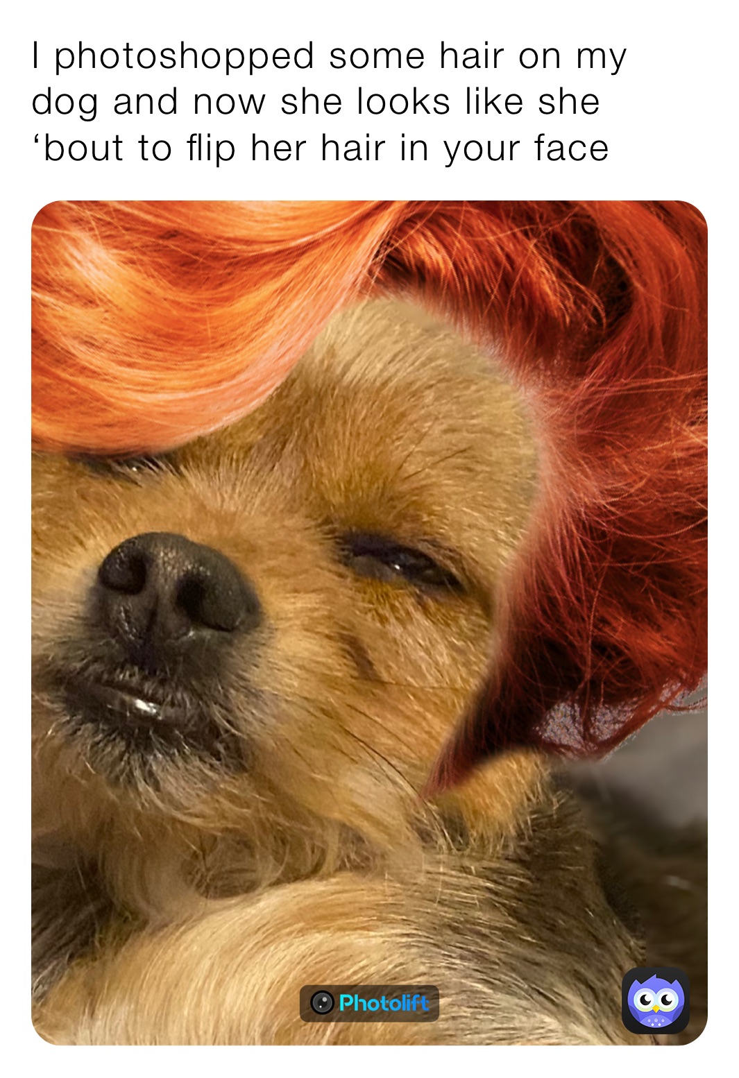 I photoshopped some hair on my dog and now she looks like she ‘bout to flip her hair in your face