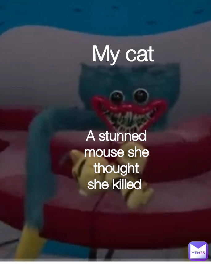 A stunned mouse she thought she killed  My cat