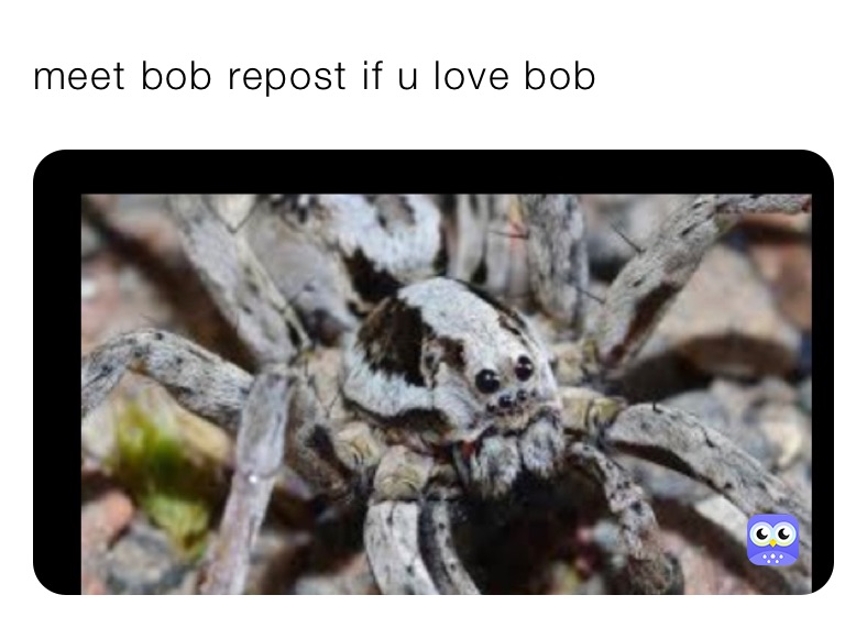 meet bob repost if u love bob 