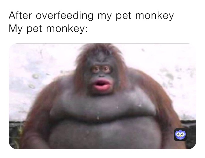 After overfeeding my pet monkey
My pet monkey: