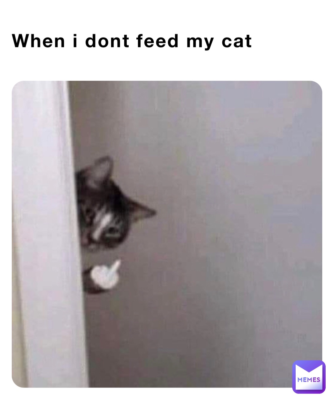 When i dont feed my cat