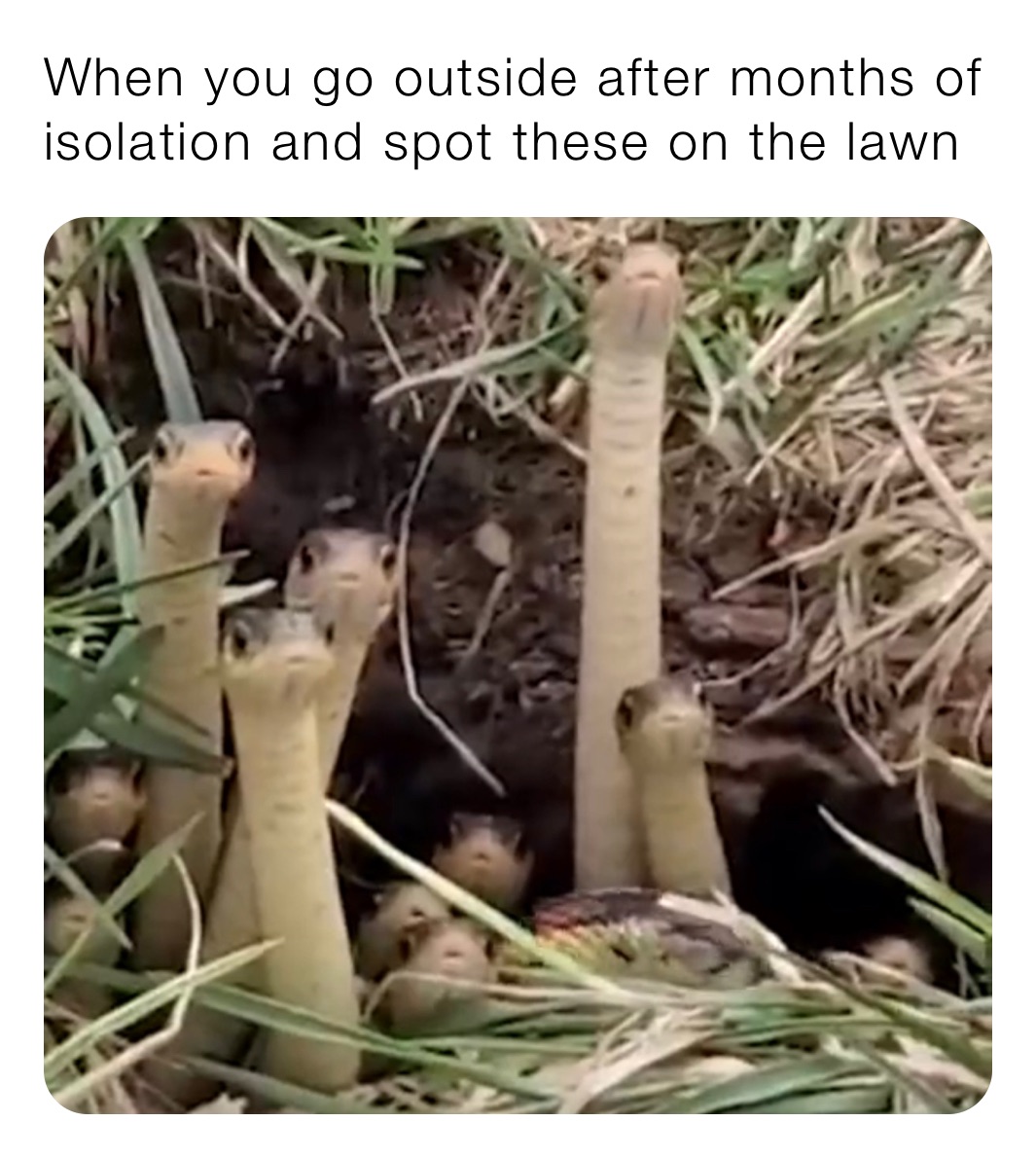 When you go outside after months of isolation and spot these on the lawn