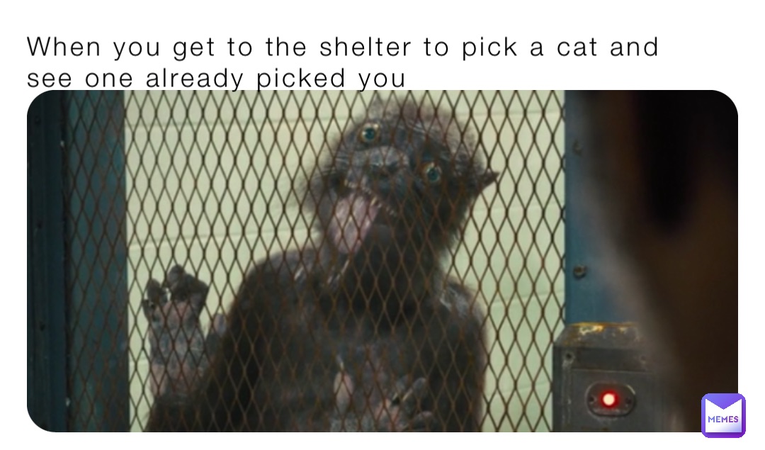 When you get to the shelter to pick a cat and see one already picked you