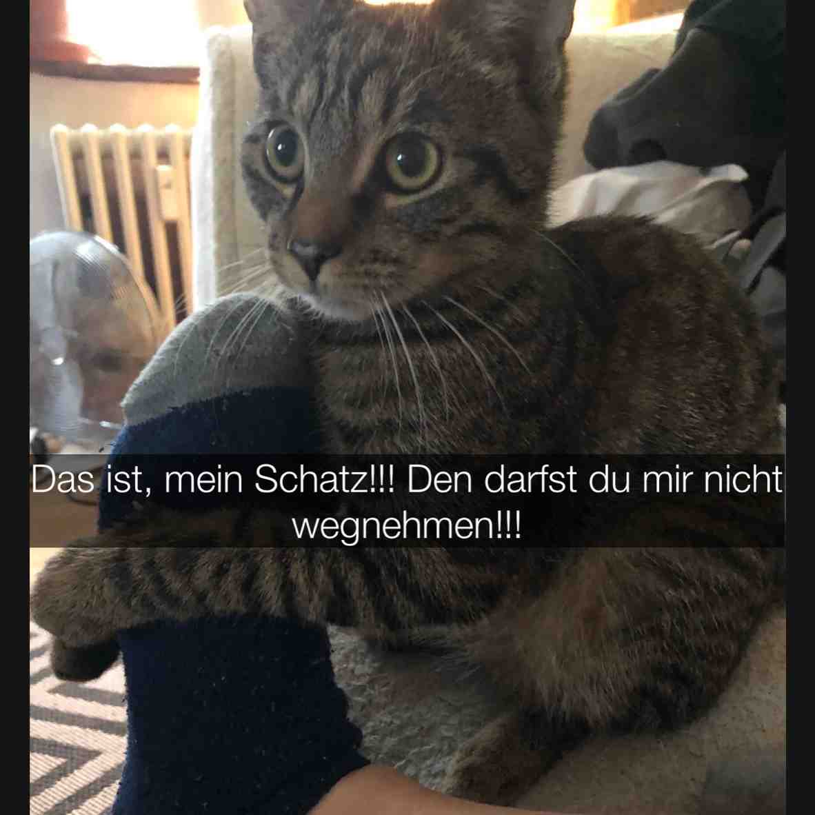 Das ist, mein Schatz! Den darfst du mir nicht wegnehmen! @thorandlilly | #Love | #Me | #??? | #Follow | #And | #Like | #Me | #!!! |
TikTok: thorandlilly
Liebt Ihr Tiere??? Dann kommt doch in unsere Facebook Gruppe: https://www.facebook.com/groups/1860330020770475/?ref=share
Hashtags:
#cat #cats #catstagram #instagood #kitten #kitty #kittens #pet #pets #animal #animals #petstagram #petsagram #photooftheday #catsofinstagram #ilovemycat #instagramcats #nature #catoftheday #lovecats #furry #lovekittens # #
Ps: Thor und Lilly danken euch jetzt schon mal !!! Kiss Love you Thor and Lilly !!!