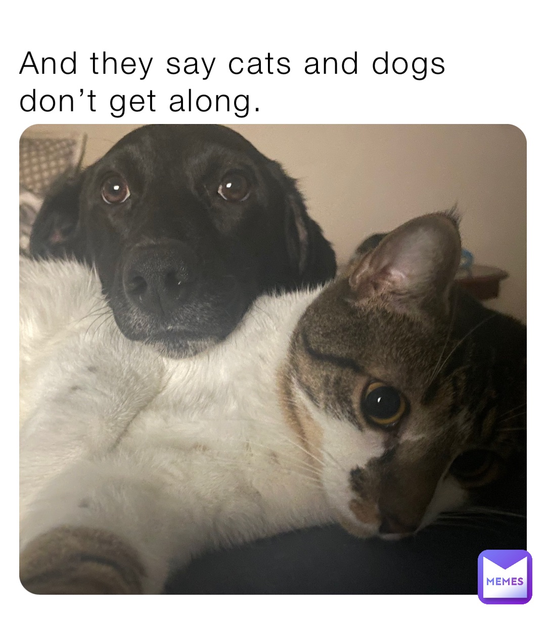 And they say cats and dogs don’t get along.