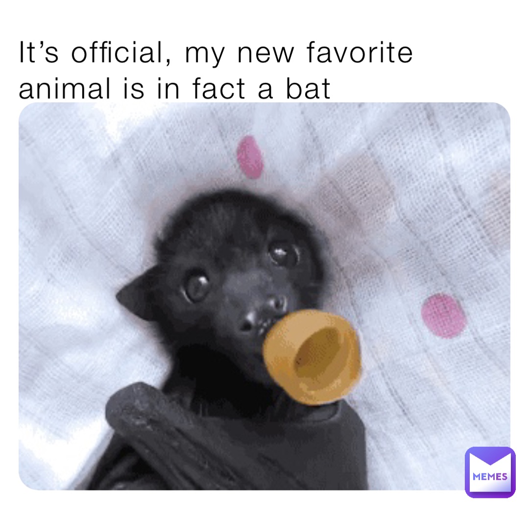 It’s official, my new favorite animal is in fact a bat