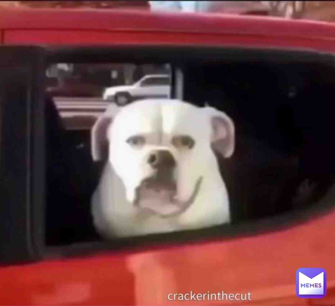 #cursedimages  #cursedmemes  #whatthedogdoin