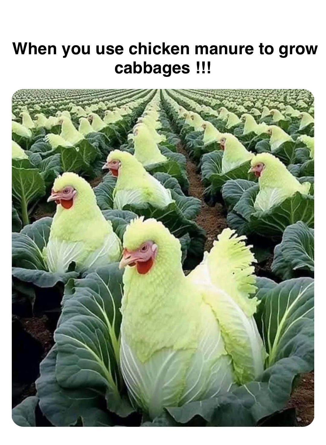 Double tap to edit When you use chicken manure to grow cabbages !!!