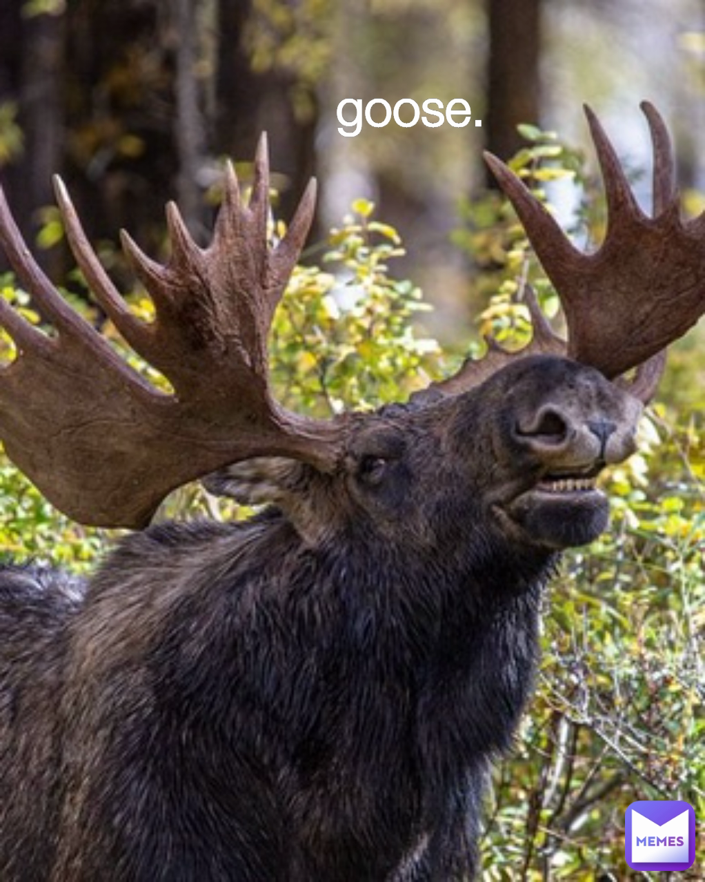 Meme by FloppyVentricle