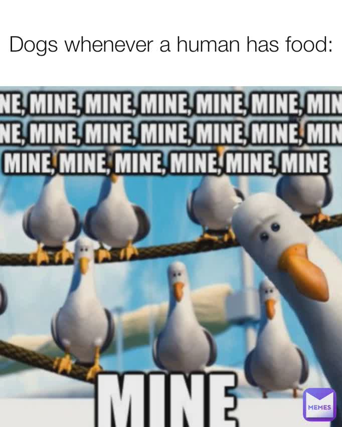 Dogs whenever a human has food: