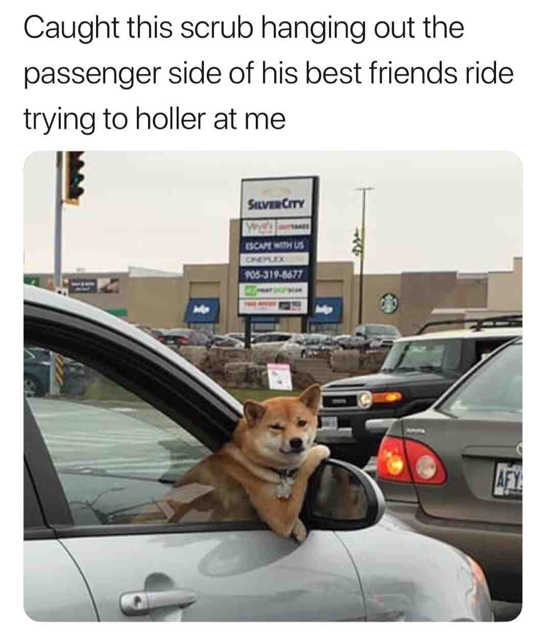 Puppy power #memes #funny #lol