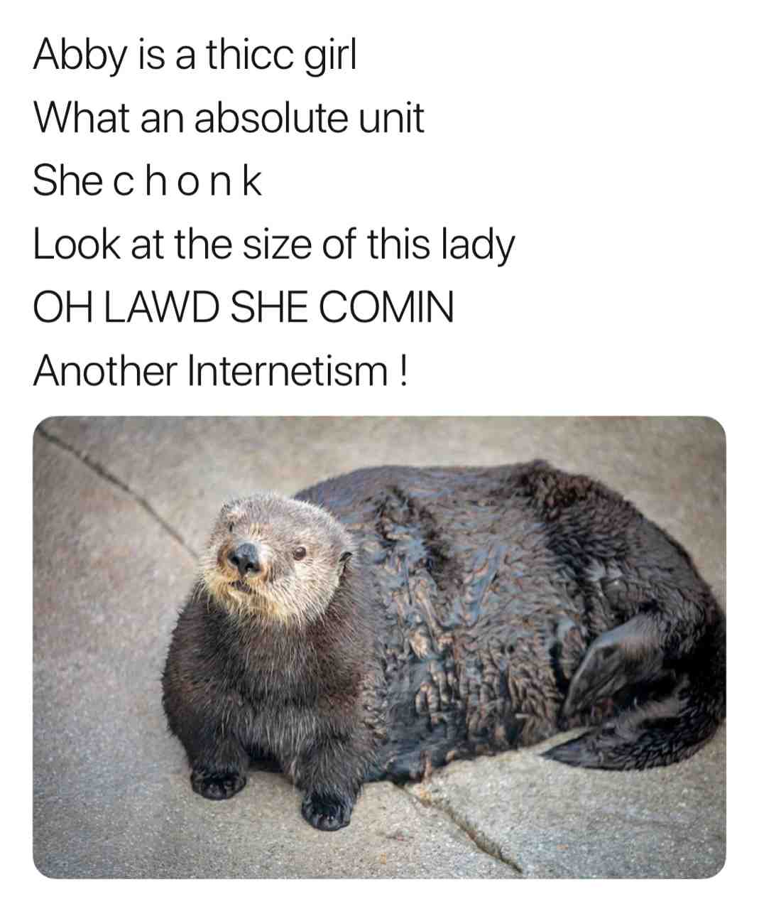 She C H O N K #memes #funny #animals