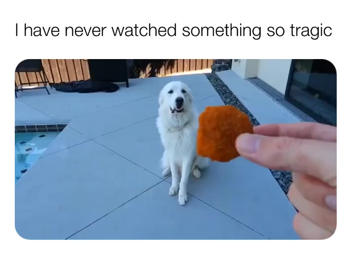 #meme #tears #pup