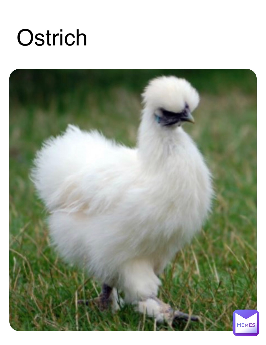 Ostrich