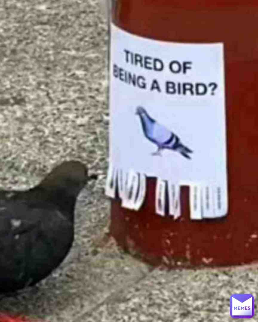 who'll gonna trade their humanity *just* for being a bird? (i will)