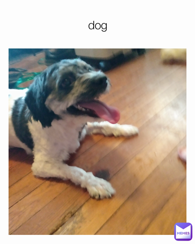 dog