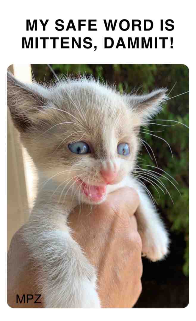 #cats  #kittens