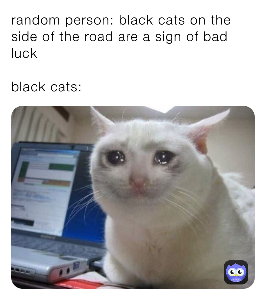 random person: black cats on the side of the road are a sign of bad luck 

black cats: