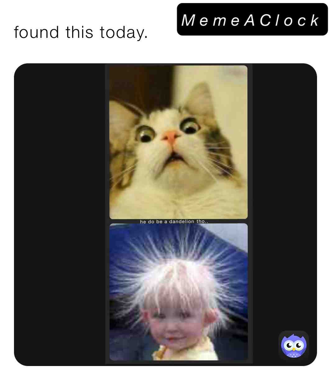 Oop #dandelion #cat #woah #hair #poof