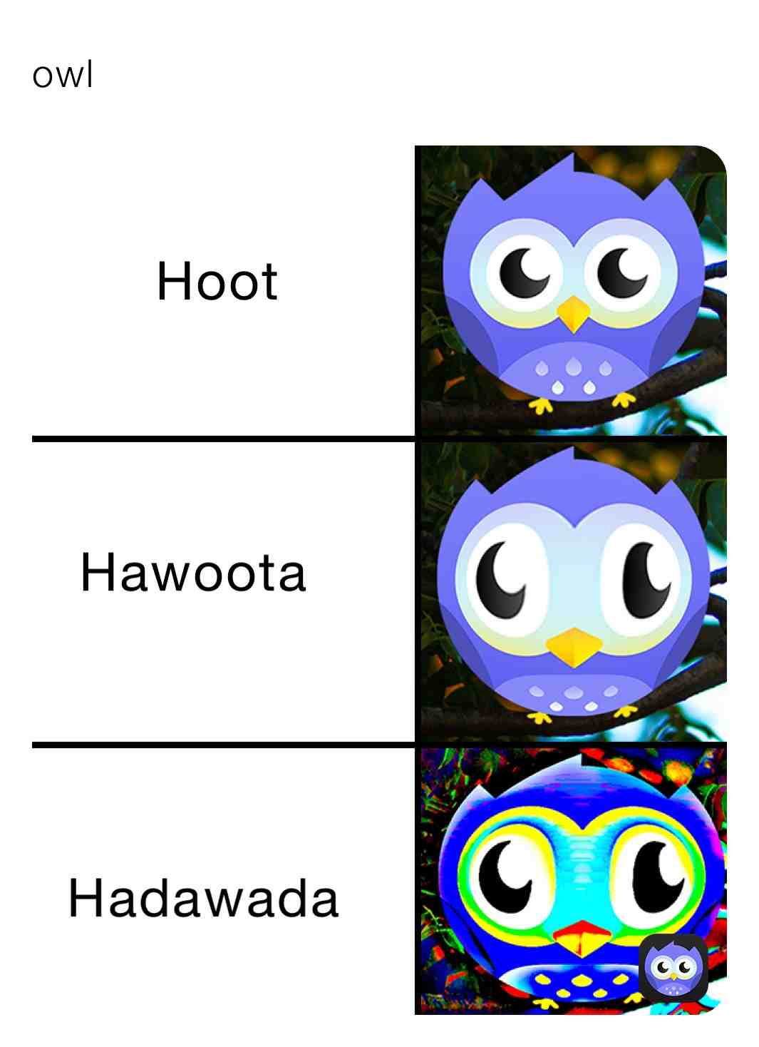 #hoot