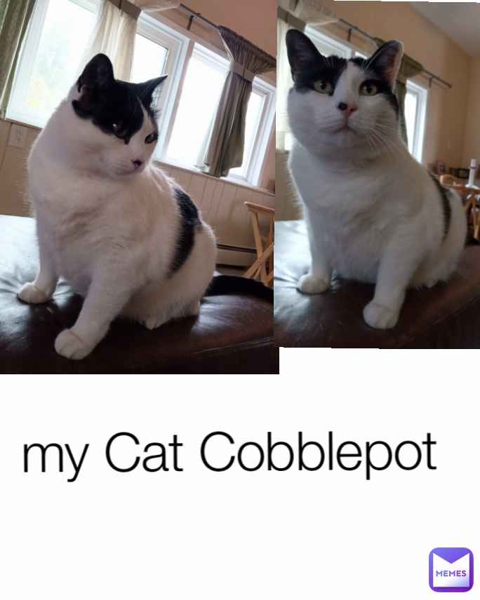my Cat Cobblepot
