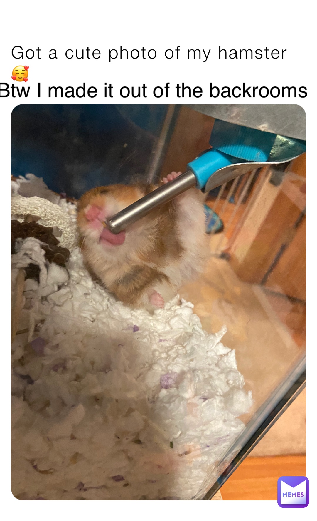 Got a cute photo of my hamster🥰 Btw I made it out of the backrooms