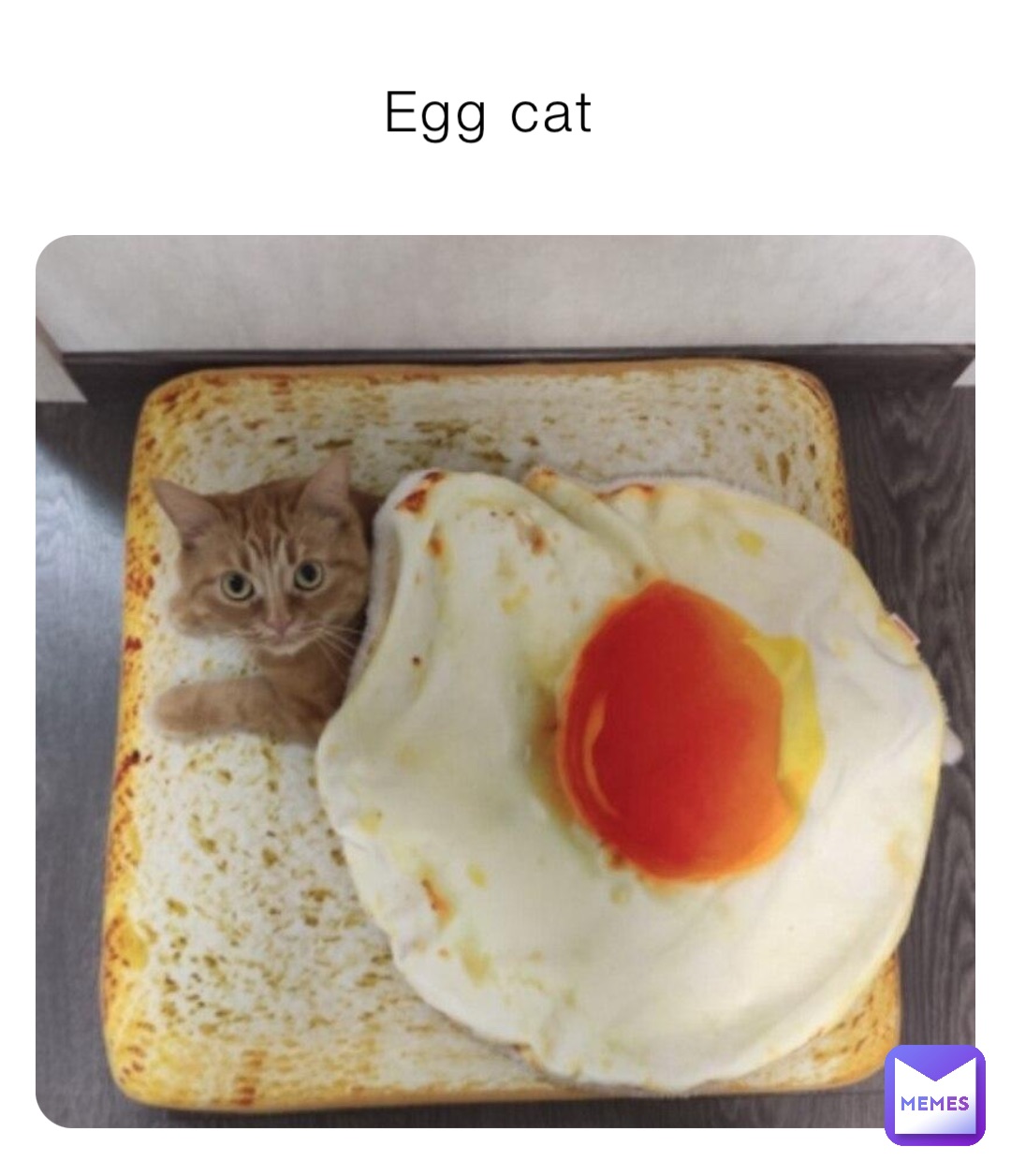 Egg cat