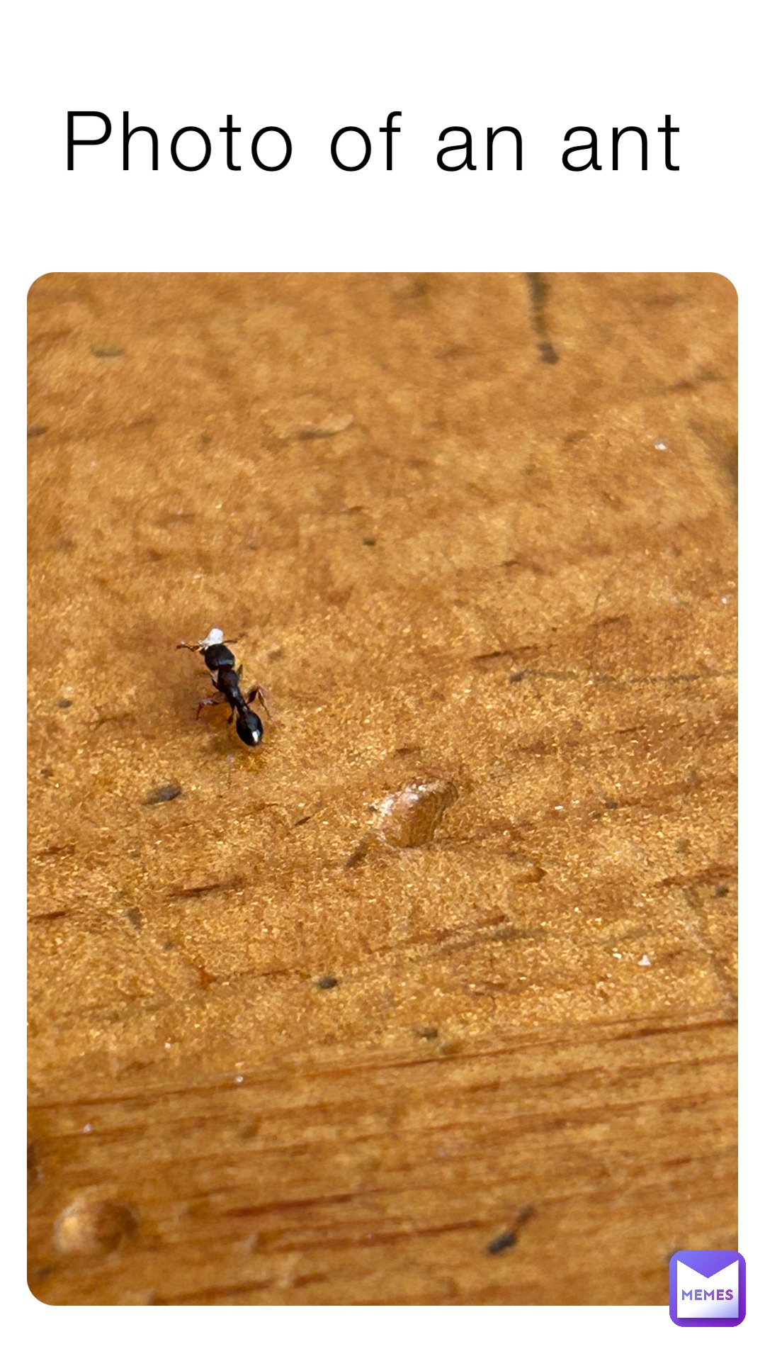 Photo of an ant