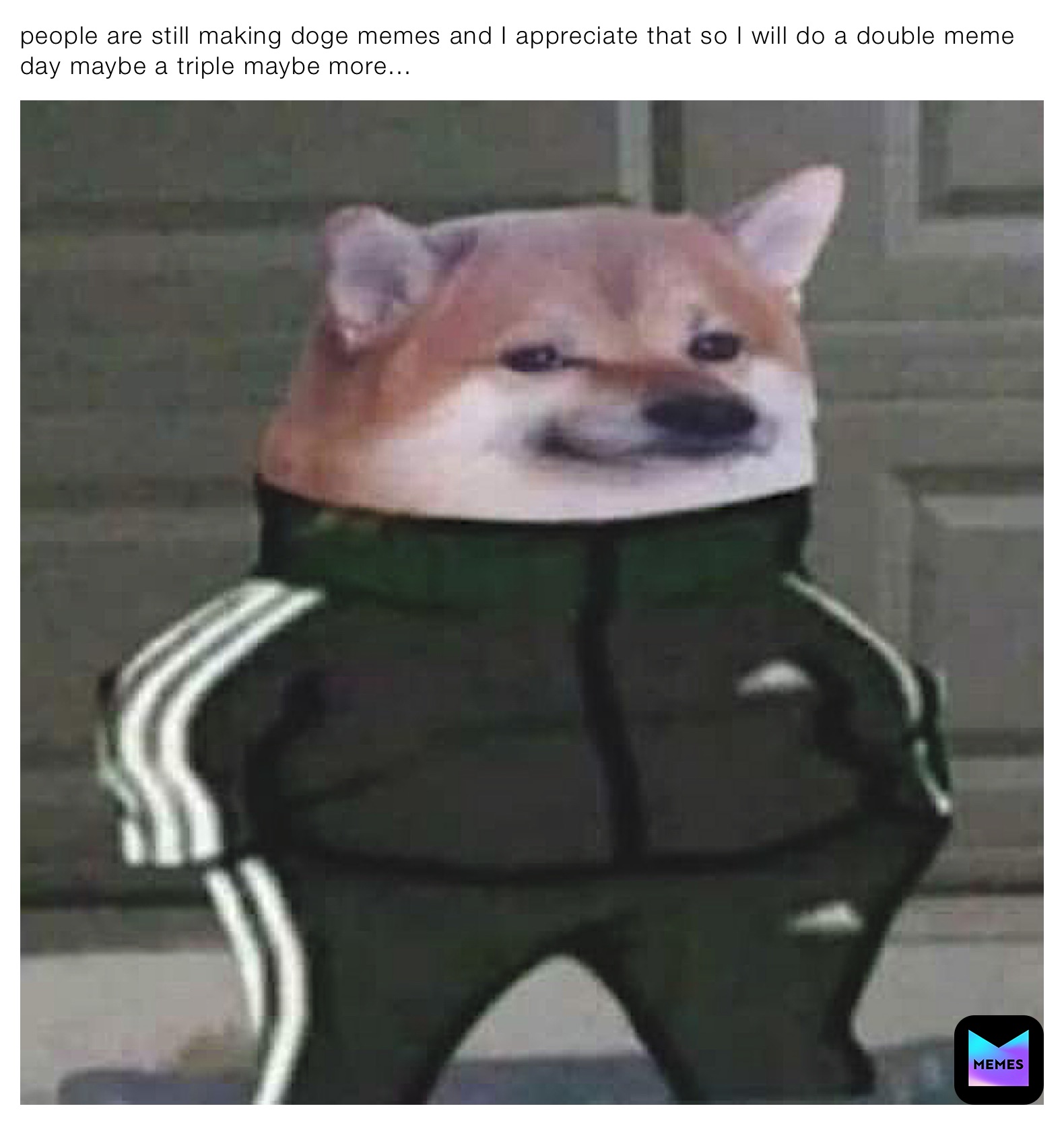 people are still making doge memes and I appreciate that so I will do a double meme day maybe a triple maybe more...