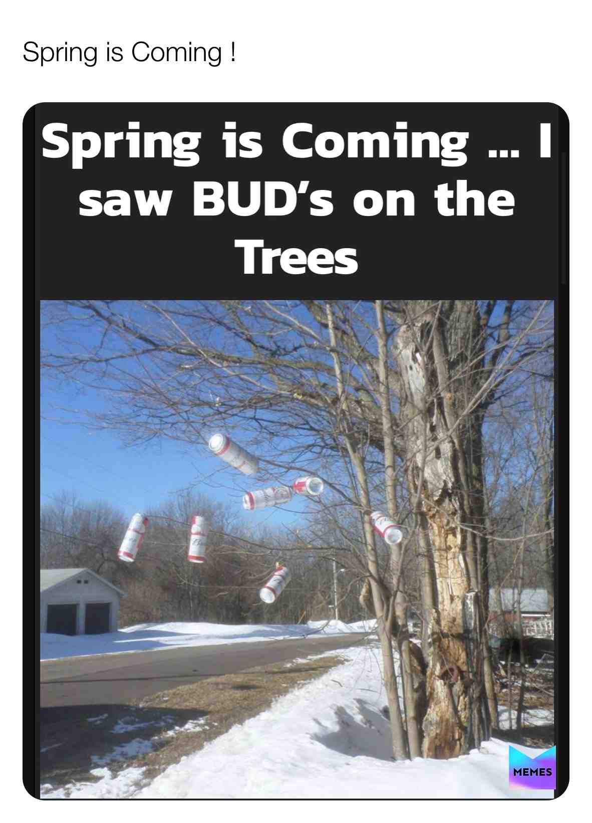 #spring  #buds  #beer  #trees