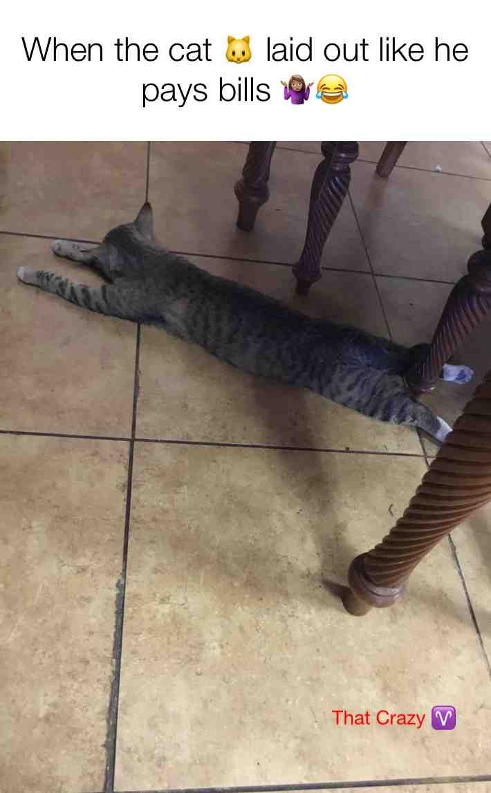 My cat just too comfortable ππ