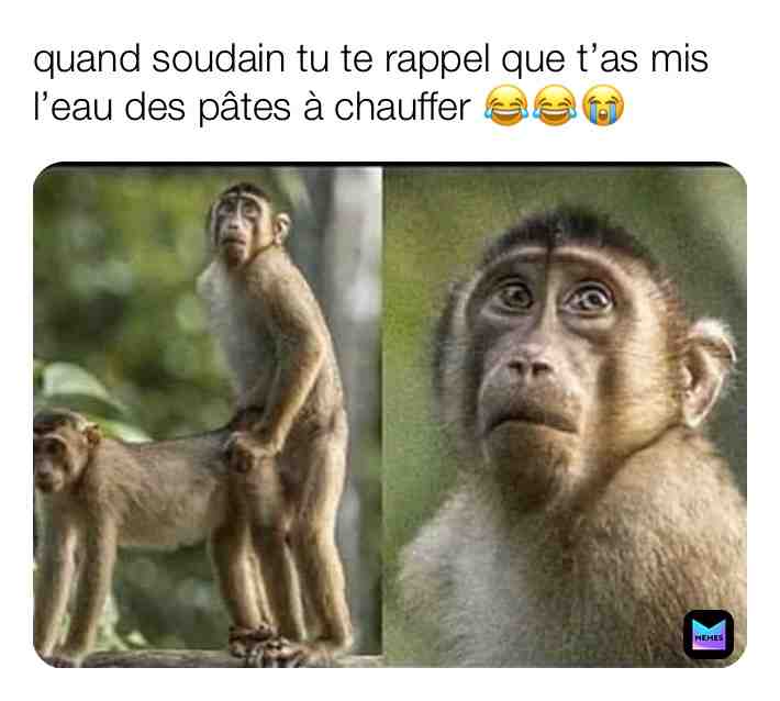 #drôle #meme #ptdr #humour #animeaux #lol #mdr