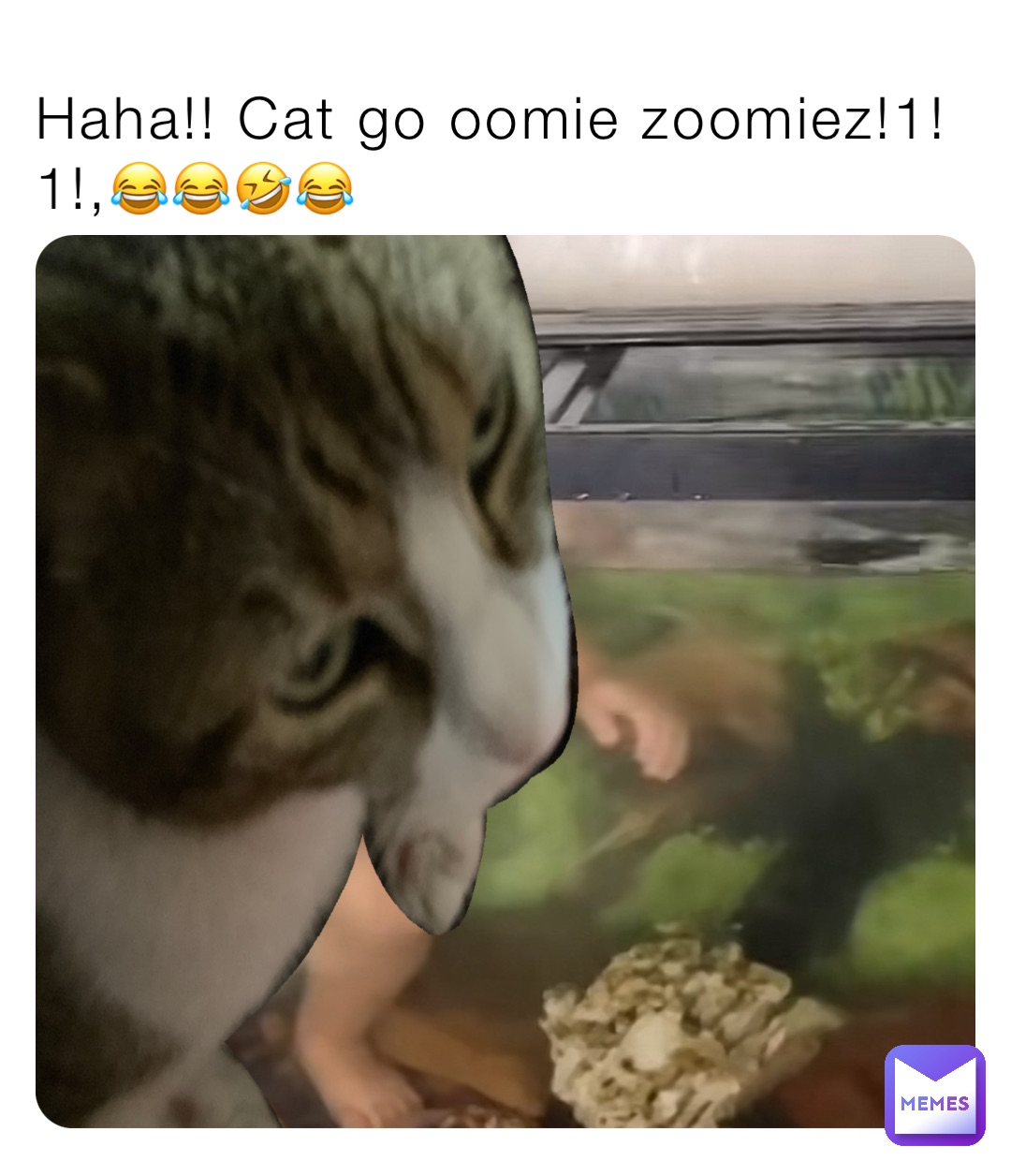 Haha!! Cat go oomie zoomiez!1!1!,😂😂🤣😂
