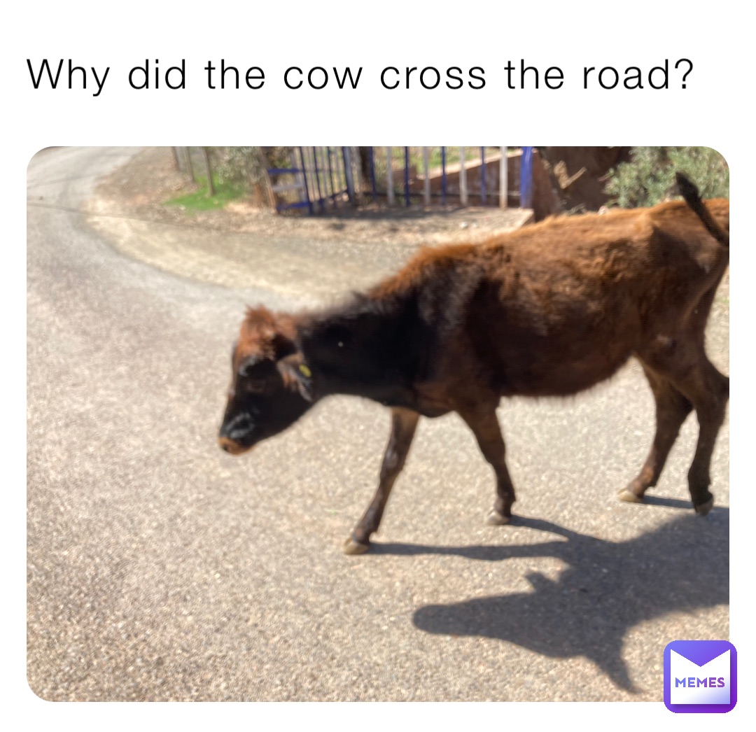 Why did the cow cross the road?