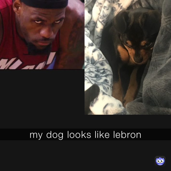 my dog looks like lebron