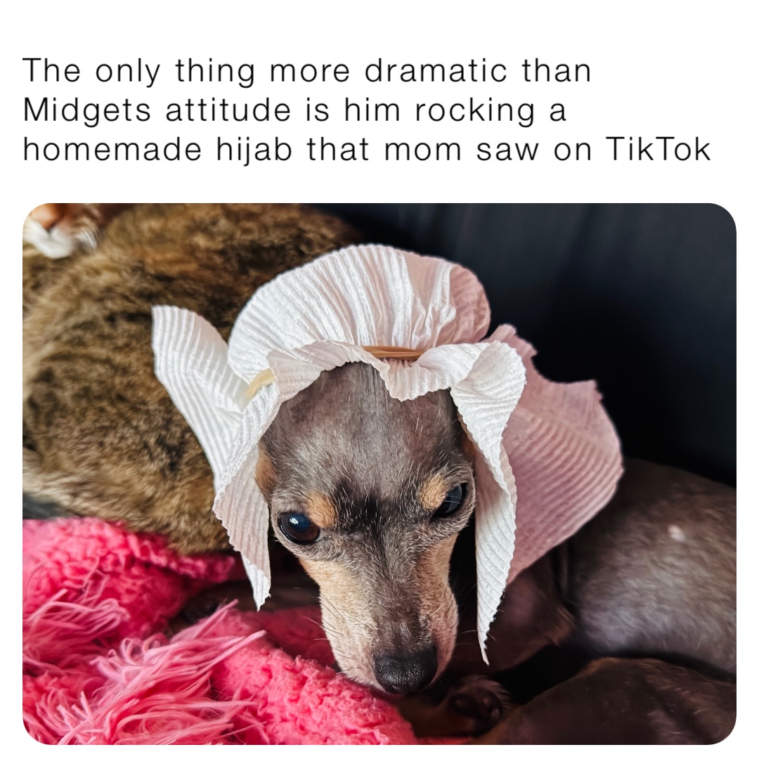 The only thing more dramatic than Midgets attitude is him rocking a homemade hijab that mom saw on TikTok