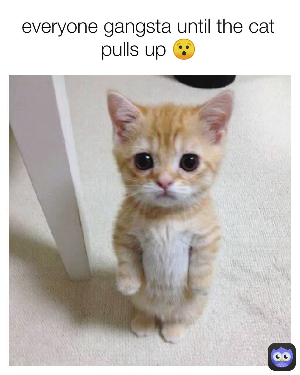 everyone gangsta until the cat pulls up 😯