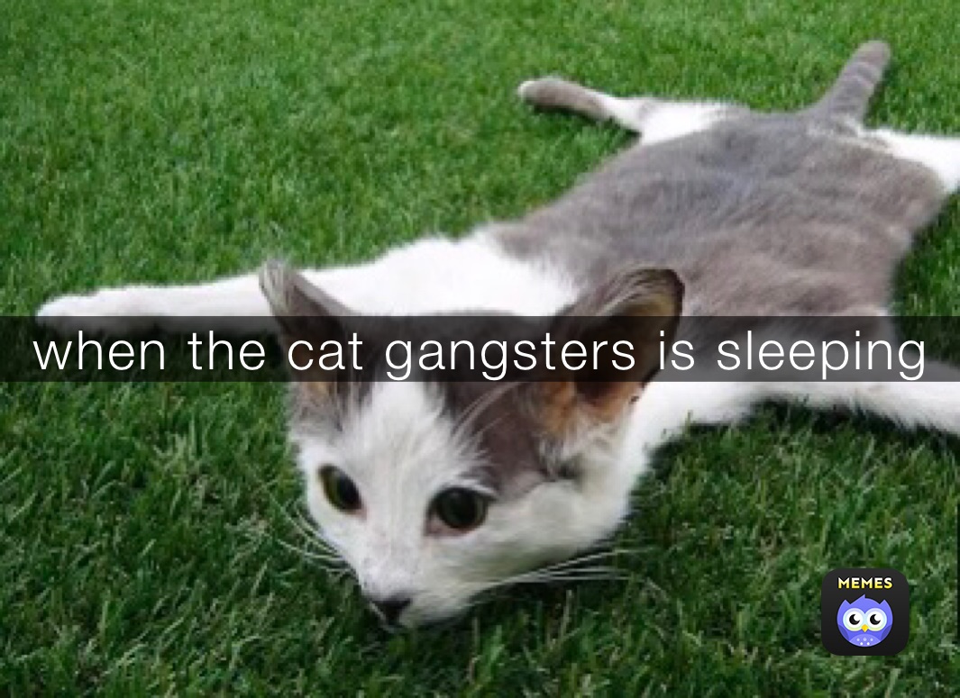 when the cat gangsters is sleeping