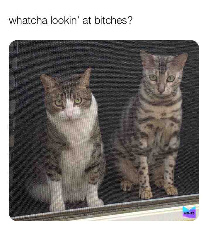 #attitude #cats