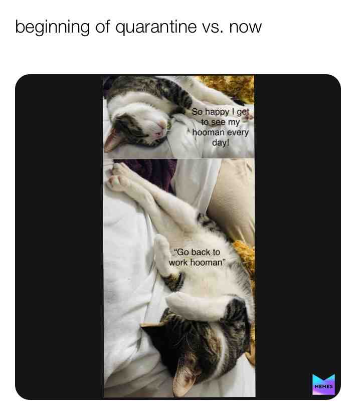 #covid19  #quarantine  #catmeme