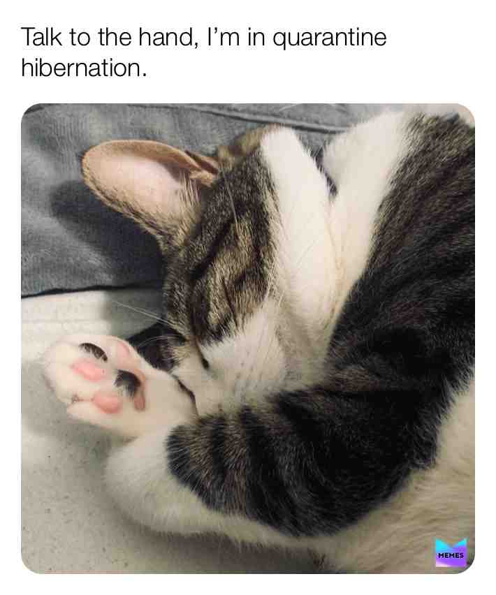 #covid19  #quarantine  #hibernating  #sleepy  #cat