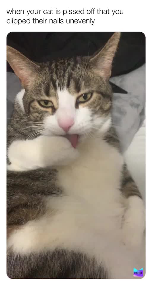 #cat  #attitude  #nailbiting