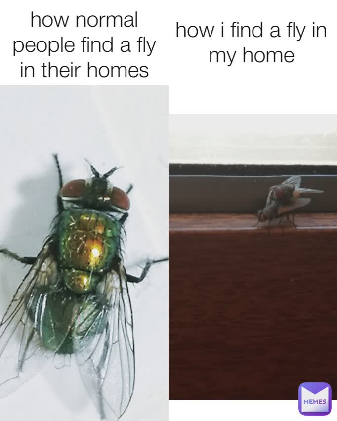 how normal people find a fly in their homes how i find a fly in my home