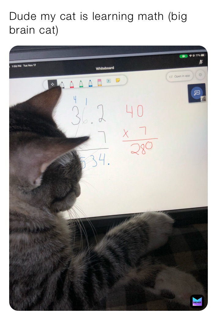 Dude my cat is learning math (big brain cat)